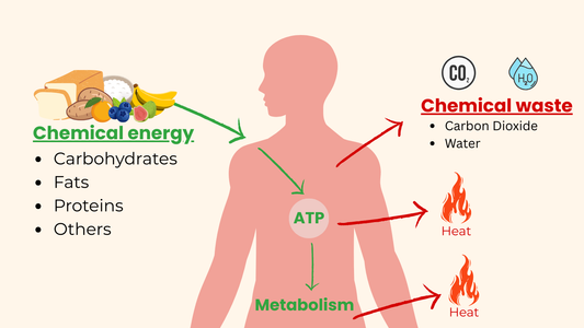 Long-term effects of sugar on metabolism